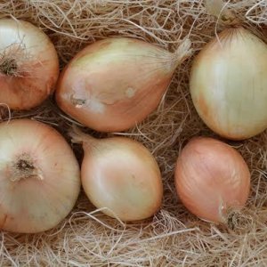 CIPOLLA DORATA NOVELLA: azienda agricola Mio orto bio, Luco dei Marsi (L’Aquilia), 1 kg