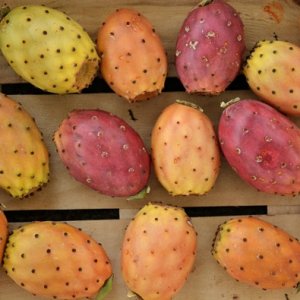 FICHI D'INDIA: cooperativa I Frutti del Sole, Marsala (Trapani), 0.8 kg