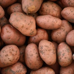 PATATE ROSSE di montagna: azienda agricola Valerio Abbiate, Guiglia (Modena), 2 kg
