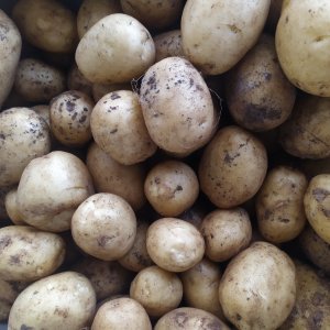 PATATE NOVELLE GIALLE:  azienda agricola Bio Milana, Ispica (Ragusa), 2 kg