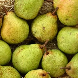 PERE WILLIAM: aazienda agricola Magagna, Quartesana (Ferrara), 1 kg