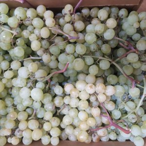 UVA BIANCA SENZA SEMI: : O.P. Agritalia, Barletta, 1 kg