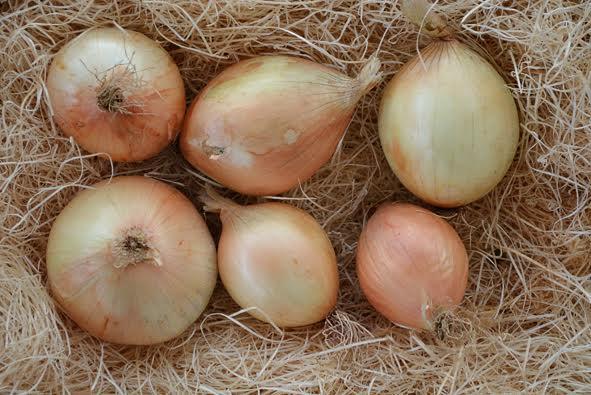CIPOLLA DORATA NOVELLA: azienda agricola Mio orto bio, Luco dei Marsi (L’Aquilia), 1 kg