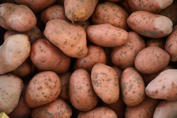 PATATE ROSSE di montagna: azienda agricola Valerio Abbiate, Guiglia (Modena), 2 kg