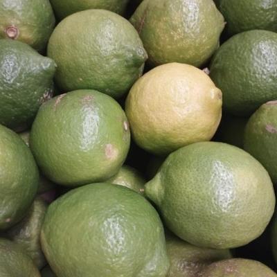 LIMONI VERDELLO, Consorzio A.P.O. Sicilia (Palermo); 1 kg