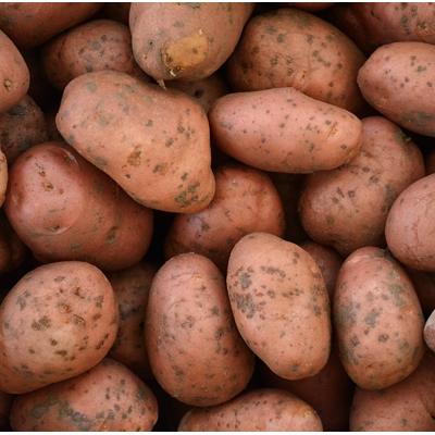 PATATE ROSSE di montagna: azienda agricola Valerio Abbiate, Guiglia (Modena), 2 kg